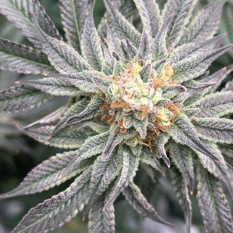 Lemon Orange 🍊 Super Lemon Haze x Clementine growlog timeline photo