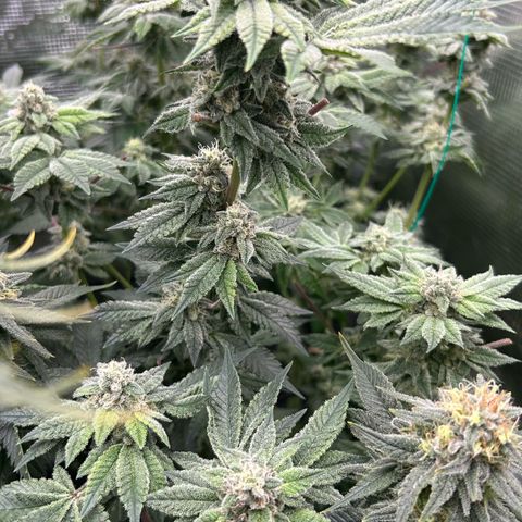 Persian Pie growlog timeline photo