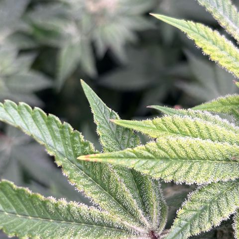 Persian Pie growlog timeline photo