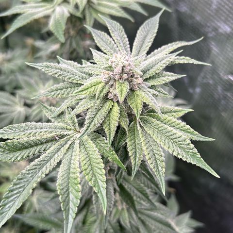 Persian Pie growlog timeline photo