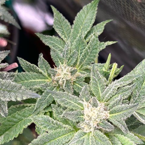 Persian Pie growlog timeline photo