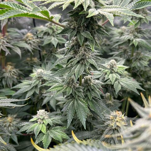 Persian Pie growlog timeline photo