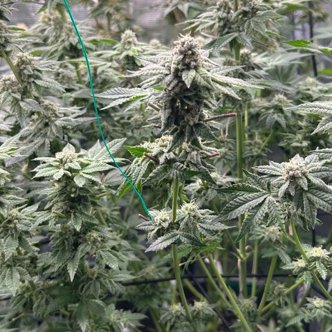 Persian Pie growlog timeline photo