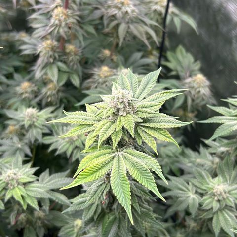 Persian Pie growlog timeline photo