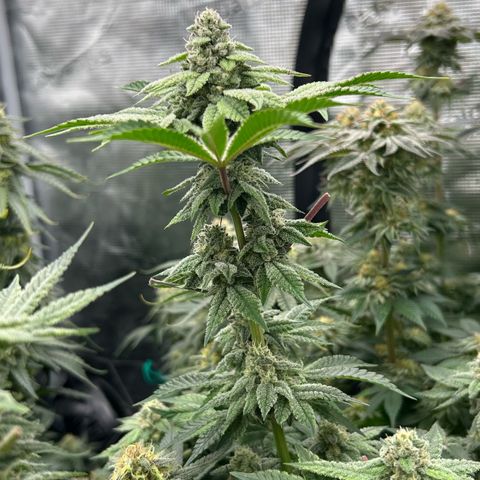 Persian Pie growlog timeline photo