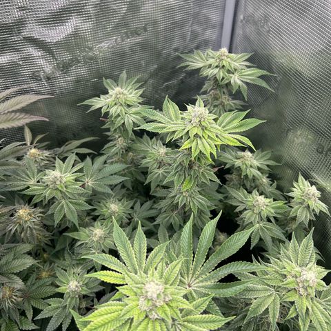Persian Pie growlog timeline photo