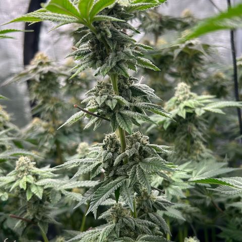 Persian Pie growlog timeline photo