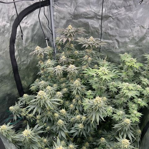 Persian Pie growlog timeline photo