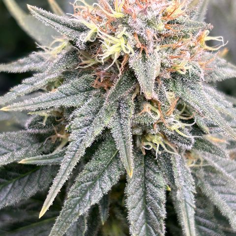 White Gorilla Haze #2 growlog timeline photo