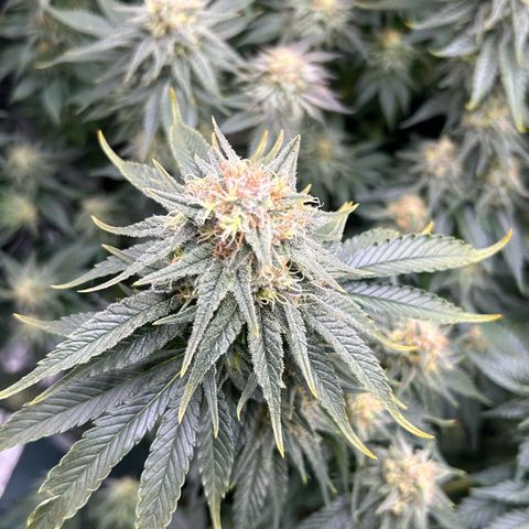 White Gorilla Haze #2 growlog timeline photo