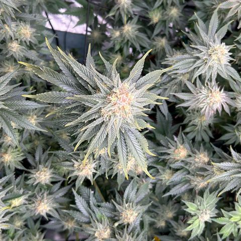 White Gorilla Haze #2 growlog timeline photo