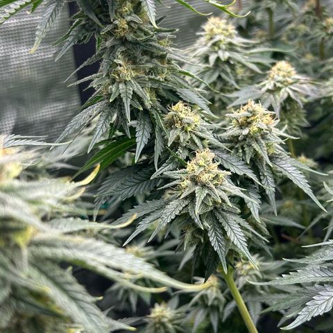 White Gorilla Haze #2 growlog timeline photo