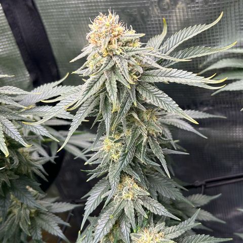 White Gorilla Haze #2 growlog timeline photo