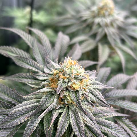 Lemon Orange 🍊 Super Lemon Haze x Clementine growlog timeline photo