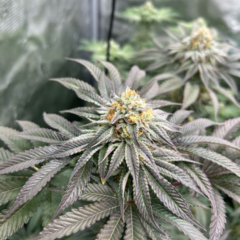 Lemon Orange 🍊 Super Lemon Haze x Clementine growlog timeline photo