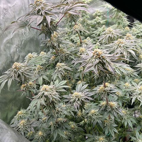 Lemon Orange 🍊 Super Lemon Haze x Clementine growlog timeline photo