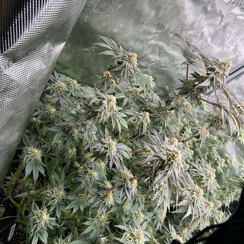 Lemon Orange 🍊 Super Lemon Haze x Clementine growlog timeline photo
