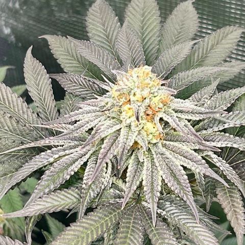 Lemon Orange 🍊 Super Lemon Haze x Clementine growlog timeline photo