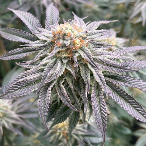 Lemon Orange 🍊 Super Lemon Haze x Clementine growlog timeline photo