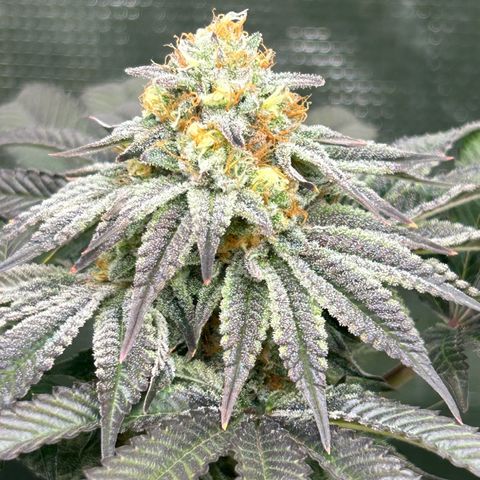Lemon Orange 🍊 Super Lemon Haze x Clementine growlog timeline photo