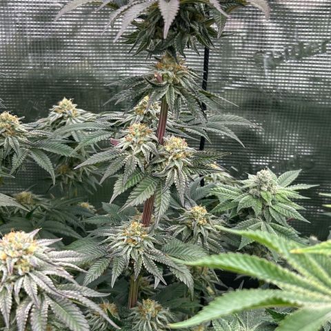 Lemon Orange 🍊 Super Lemon Haze x Clementine growlog timeline photo