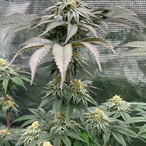 Lemon Orange 🍊 Super Lemon Haze x Clementine growlog timeline photo