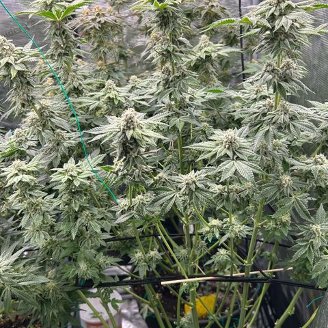 Lemon Orange 🍊 Super Lemon Haze x Clementine growlog timeline photo