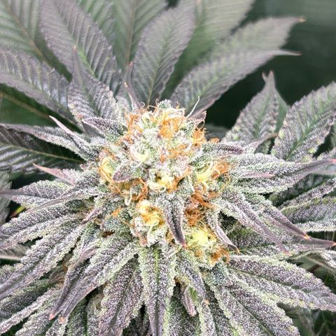 Lemon Orange 🍊 Super Lemon Haze x Clementine growlog timeline photo
