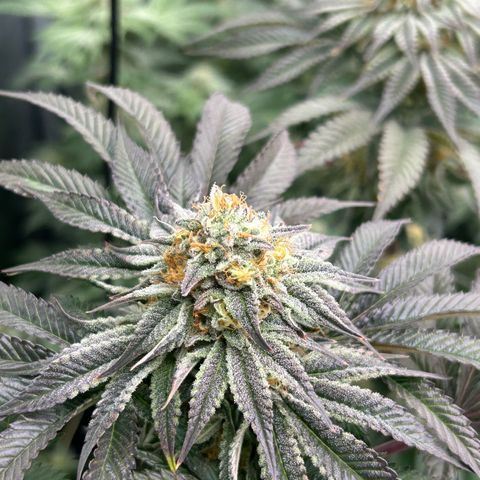 Lemon Orange 🍊 Super Lemon Haze x Clementine growlog timeline photo