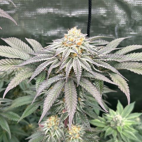 Lemon Orange 🍊 Super Lemon Haze x Clementine growlog timeline photo