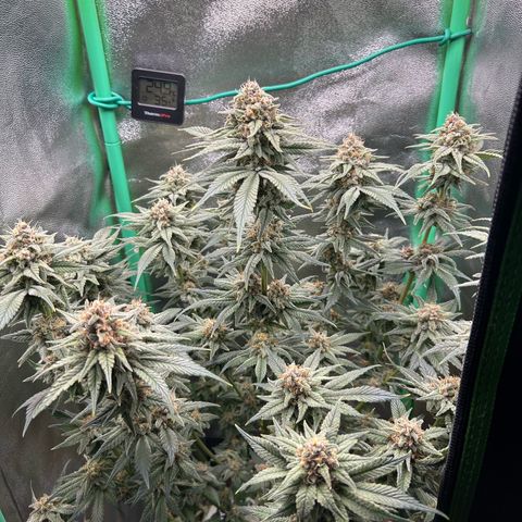 Dark Phoenix growlog timeline photo