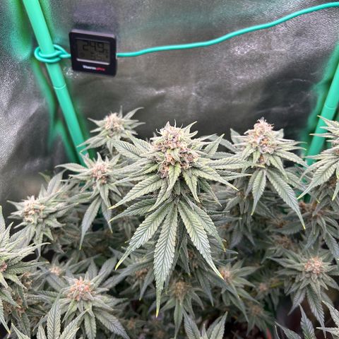 Dark Phoenix growlog timeline photo