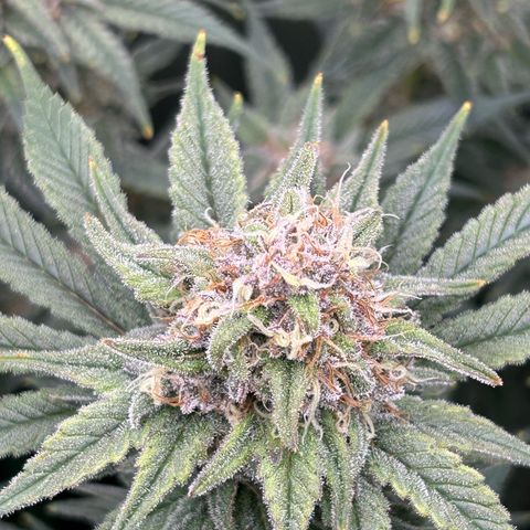 Dark Phoenix growlog timeline photo