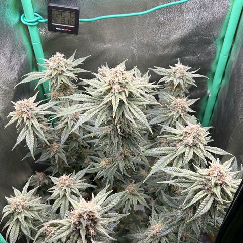 Dark Phoenix growlog timeline photo