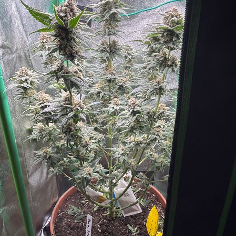 Dark Phoenix growlog timeline photo