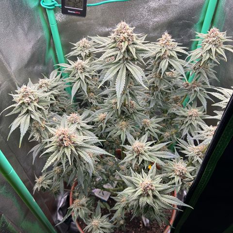 Dark Phoenix growlog timeline photo