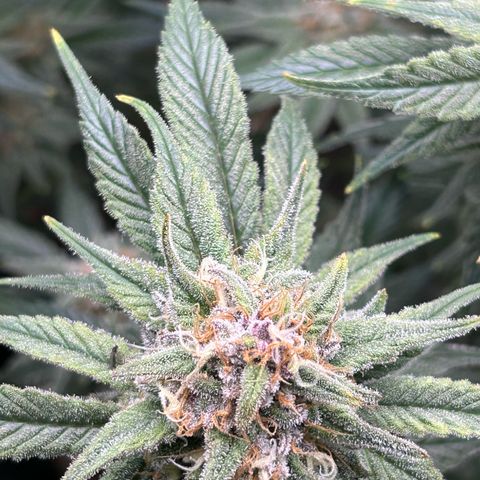 Dark Phoenix growlog timeline photo