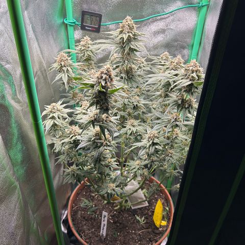 Dark Phoenix growlog timeline photo