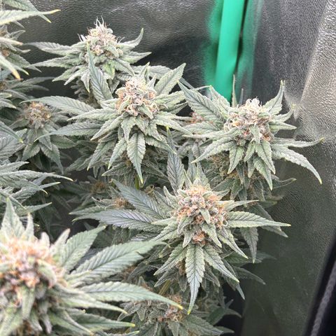 Dark Phoenix growlog timeline photo