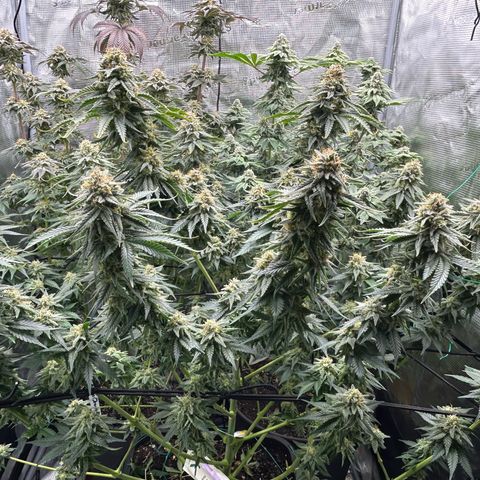 White Gorilla Haze #2 growlog timeline photo
