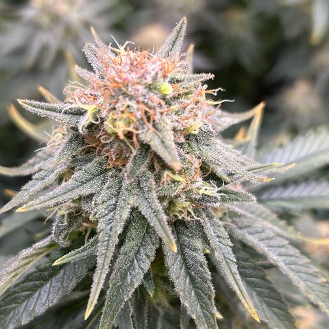 White Gorilla Haze #2 growlog timeline photo