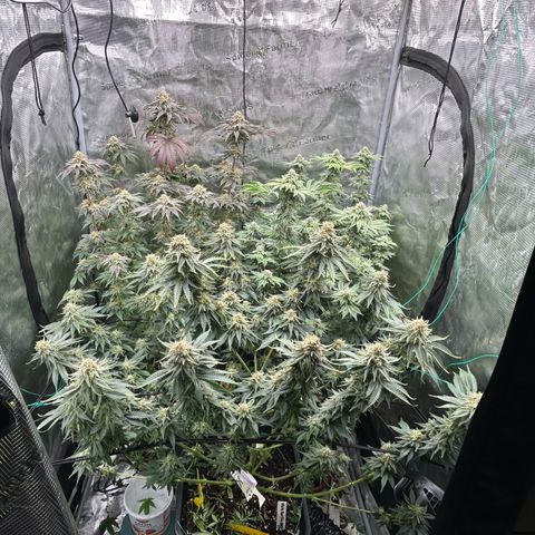 White Gorilla Haze #2 growlog timeline photo