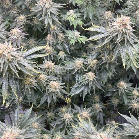 White Gorilla Haze #2 growlog timeline photo