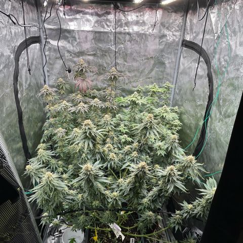 White Gorilla Haze #2 growlog timeline photo