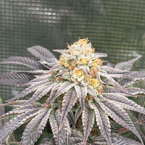 Lemon Orange 🍊 Super Lemon Haze x Clementine growlog timeline photo