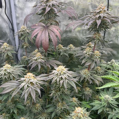 Lemon Orange 🍊 Super Lemon Haze x Clementine growlog timeline photo