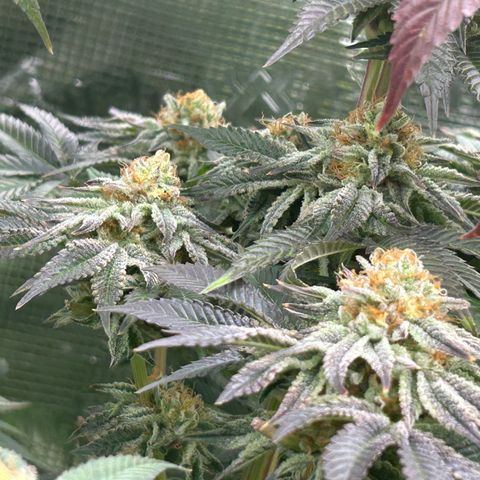 Lemon Orange 🍊 Super Lemon Haze x Clementine growlog timeline photo