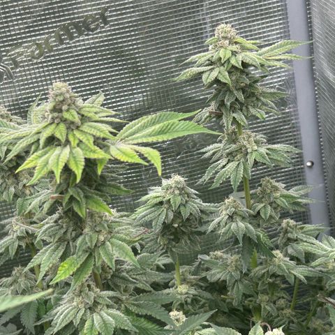 Persian Pie growlog timeline photo