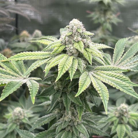 Persian Pie growlog timeline photo