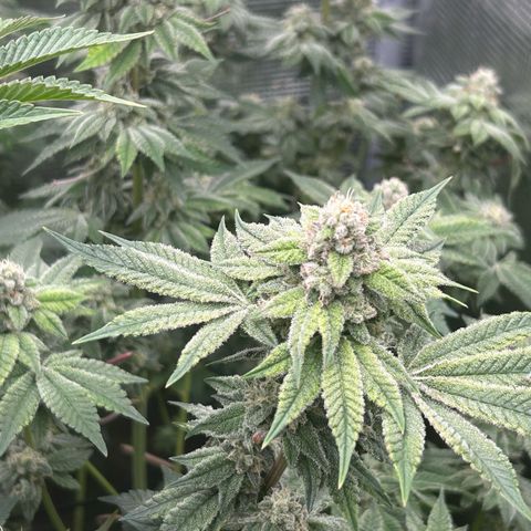Persian Pie growlog timeline photo